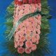 Fiori Rosa - Gesa Impresa Funeraria Internazionale