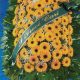 Fiori Arancioni - Gesa Impresa Funeraria Internazionale