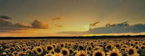 Campo girasoli - Gesa Impresa Funeraria Internazionale