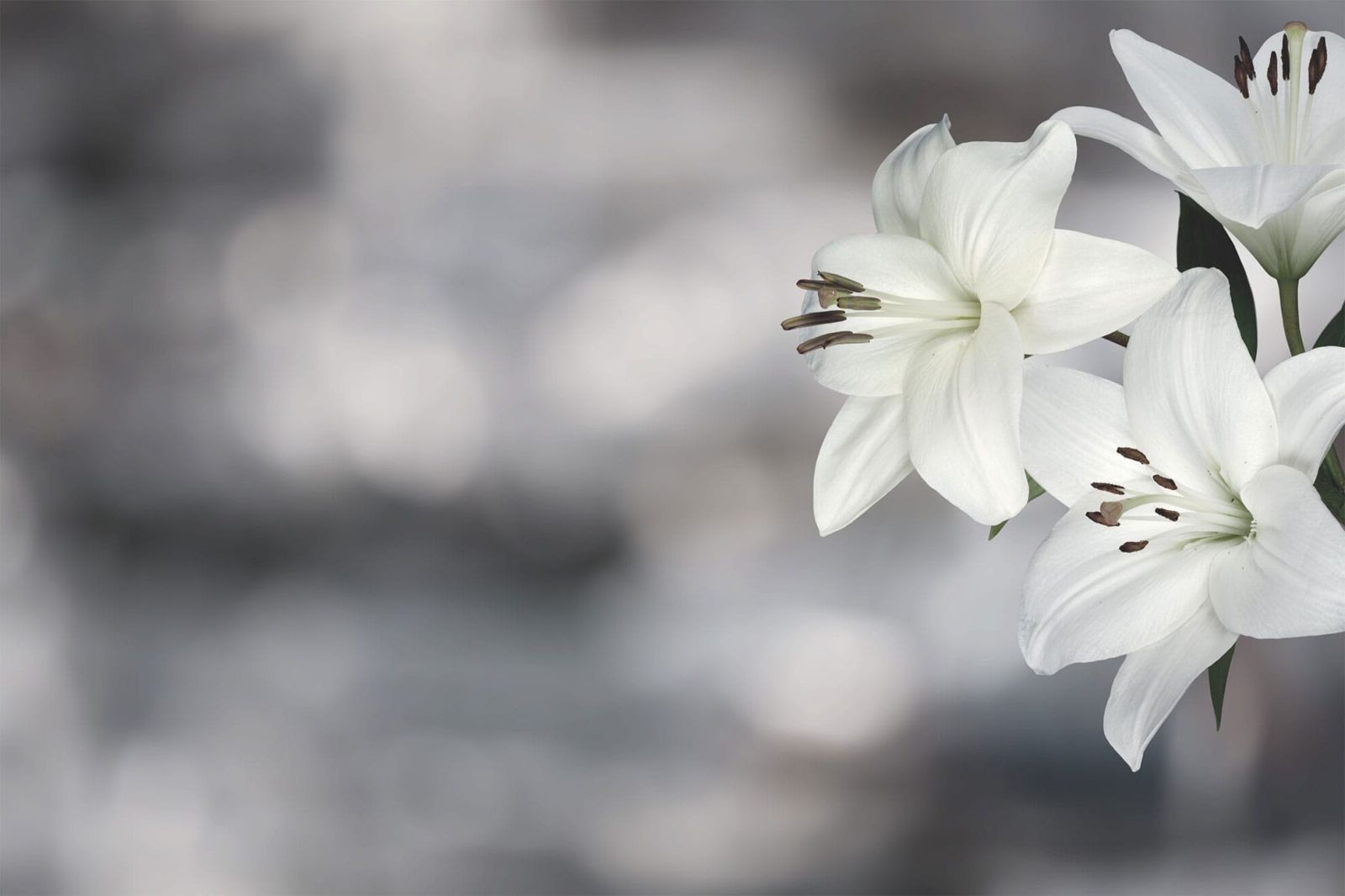 fiori di orchidea su sfondo sfocato